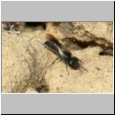 Diodontus tristis - Grabwespe w04a 5mm - Sandgrube Niedringhaussee-det.jpg